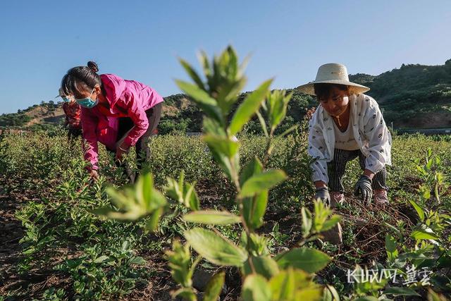 河北迁西：山地种植中药材助增收