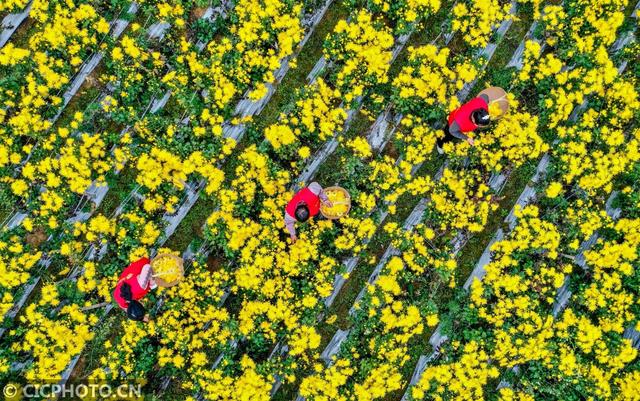 安徽铜陵：金丝皇菊开出“致富花”