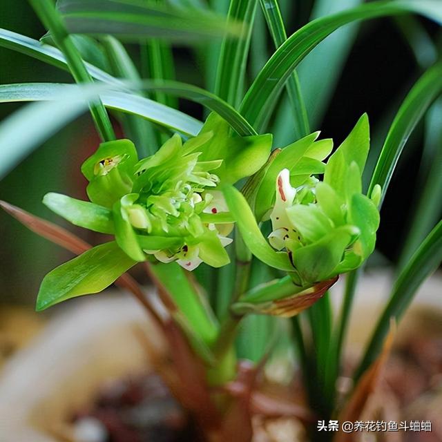 养好兰花有技巧，记住“三窍门”，根系有活力，蹭蹭冒花芽