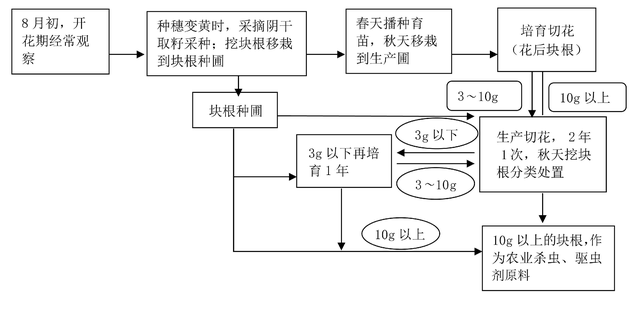 野生草乌头育苗和繁殖块根圃的管理方法