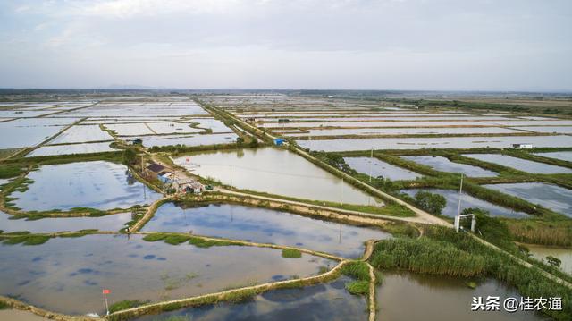 基本农田是否只能种粮食？如何看待农村现实与规定要求