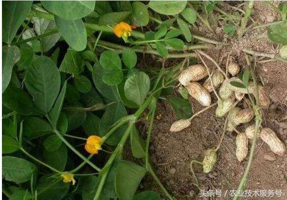 花生的一生生长周期，生育特点、栽培种植管理技术要点