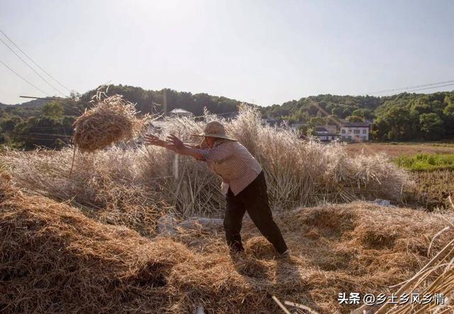 用油菜壳栽培草菇，技术简单产量高，15天采收亩收入过万元