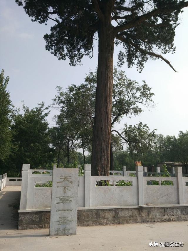 河北这几棵古柏记忆了半部燕赵史，有多个地方都称自己是天下第一