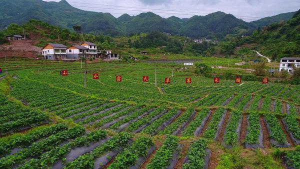 桐梓：青青小水流出幸福来