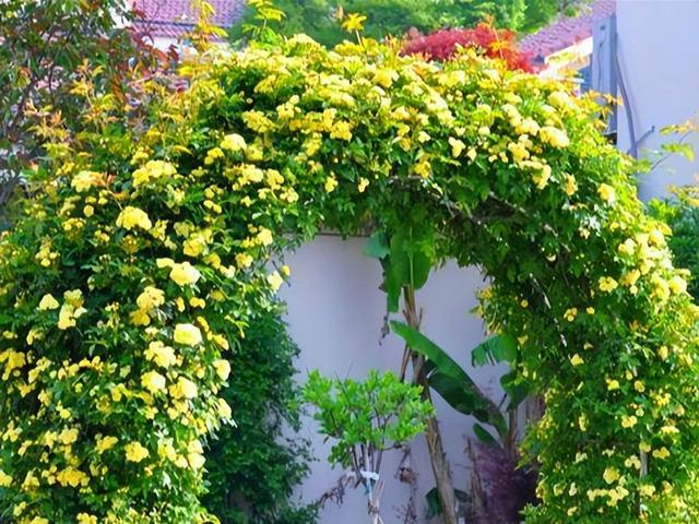 院子养棵“木香花”，长势真泼辣，2年爬满墙，花量巨大堪比第一