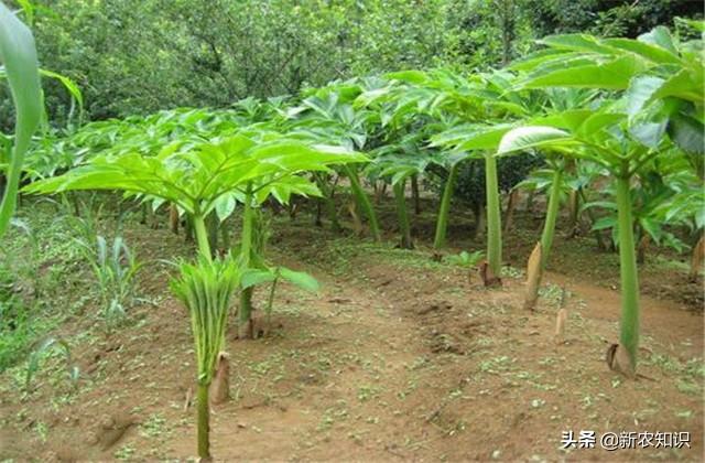 助农增收，魔芋抗病种植综合管理技术，为丰产提高收入做好准备