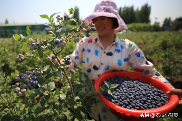 蓝莓需要多少冷温量才能开花结果？如何挑选适合当地的蓝莓品种？