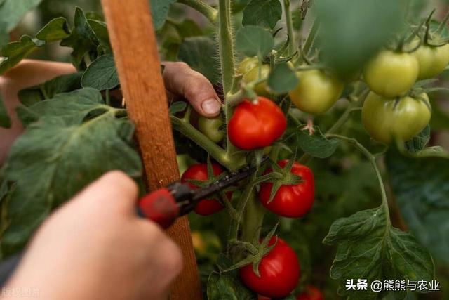 夏季番茄高产种植，明白这10个方面，种番茄不踩坑