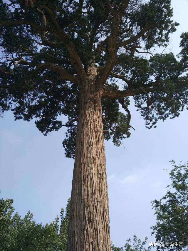 河北这几棵古柏记忆了半部燕赵史，有多个地方都称自己是天下第一