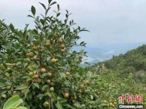 广东油茶子种植基地(广东油茶种植面积超263万亩 喜迎丰收季)