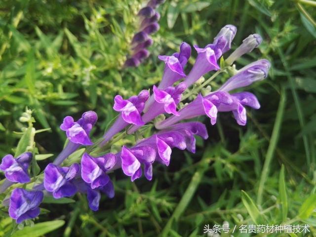 10种中药材价格有上涨趋势，市场前景看好，种植有潜力