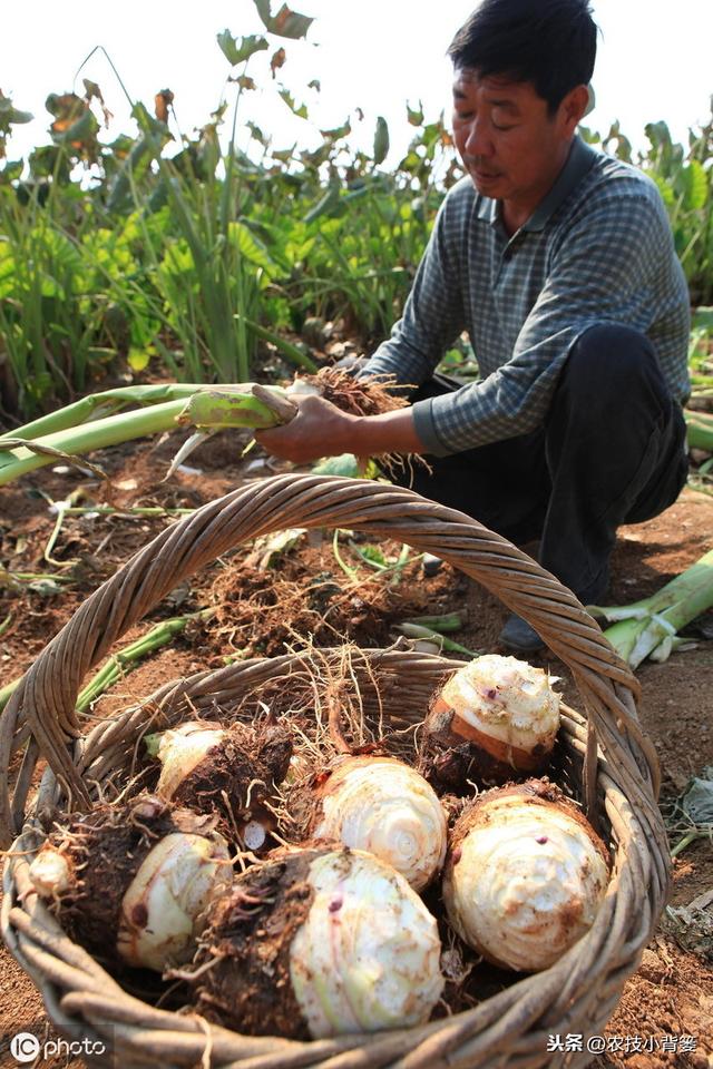 要想芋头种植产量大、品质高、收益好，这些种植管理技巧要知道