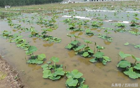 在农村种植莲藕你懂怎样合理施肥产值量才高吗？