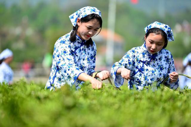 保康：建好基地种好茶 一叶香飘致富路