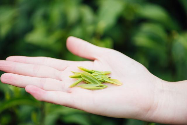 白茶的种植你知道吗