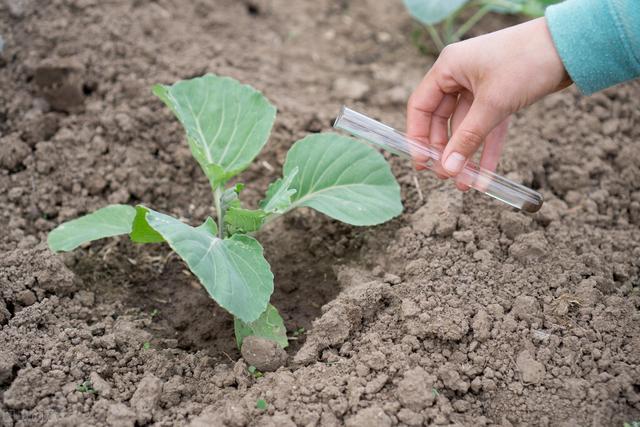 鱼腥草适合种植地区、方法、收益，看看有没有你的家乡