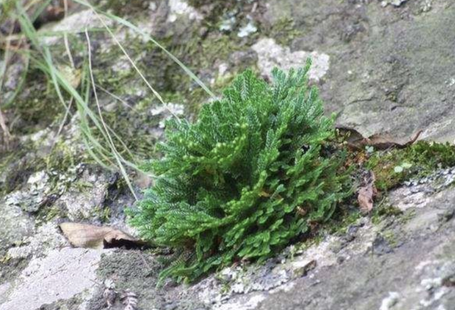 石头缝里的“1种草”，见到别踩，挖回家种，8个月成“盆景”，美