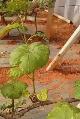 葡萄大棚种植技术(大棚葡萄种植户最想学升温后管理技术促早栽培、早上市)