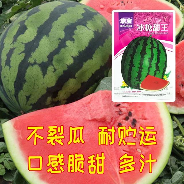 这个西瓜品种也太赞了！大果15公斤！口感又脆又甜！还抗裂