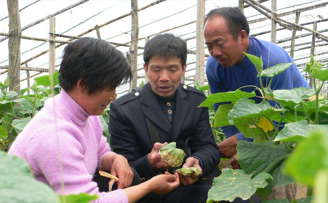 现代农业研究：山区农村反季节大棚蔬菜种植技术