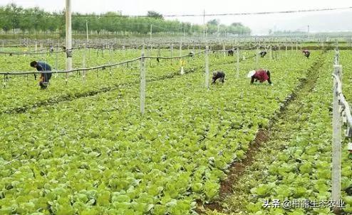 2020全年种植时间表出炉，怎么搭配避免重茬，一看就明白