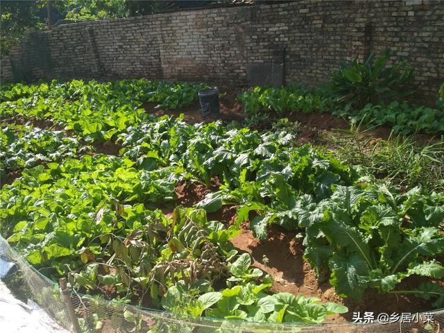 用豆子栽培芽苗菜，加强保湿避光管理，地里不种菜也可以有蔬菜吃