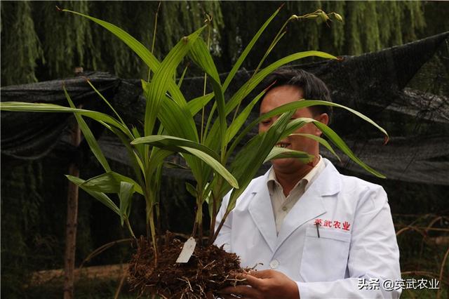 白芨种植隐藏着巨大风险，慎种