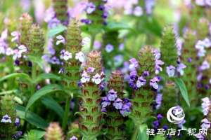 夏枯草种植效益(确山石滚河镇：小草药铺就乡村振兴“富民路”)