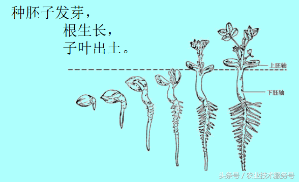 花生的一生生长周期，生育特点、栽培种植管理技术要点