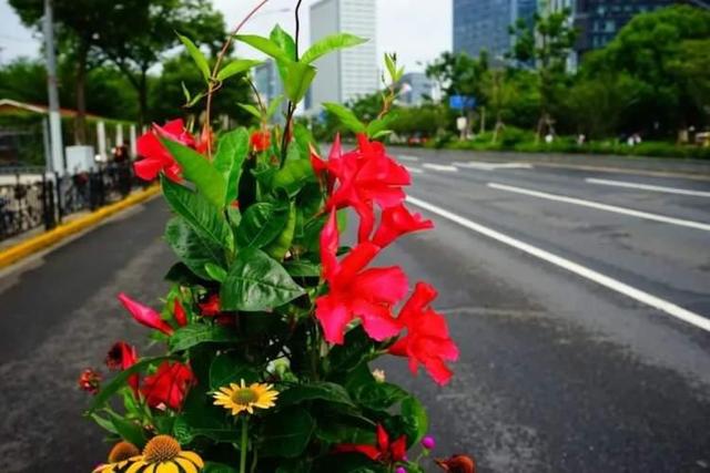 “荷花”“松果”栽进道路花箱？ 广中西路花箱换上崭新夏装