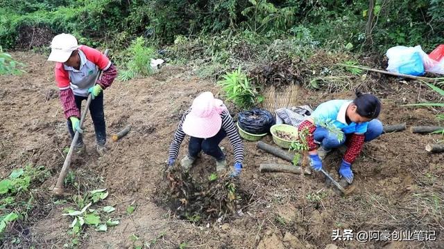 投资只要10000元，每年就赚35万？农村低成本暴利种植项目！