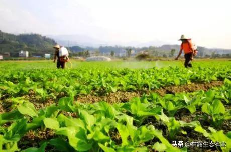 2020全年种植时间表出炉，怎么搭配避免重茬，一看就明白