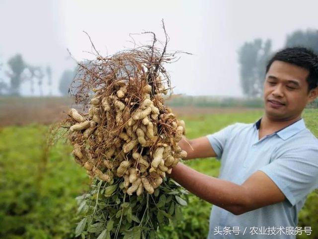 花生的一生生长周期，生育特点、栽培种植管理技术要点