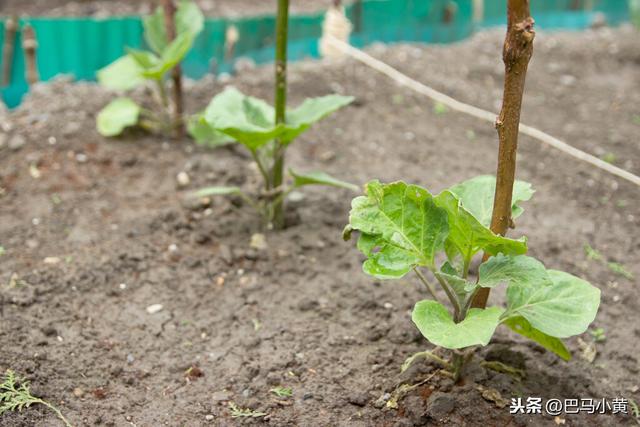 8月能种豆角吗？豆角种植时间和方法，做好这几步很关键