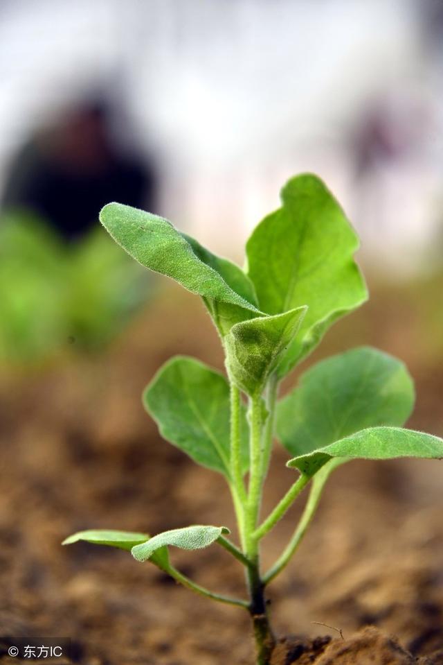 怎样育好棚菜苗？专家告诉你