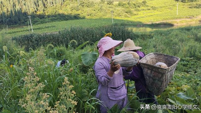 修文县大石布依族乡三合村：牛腿南瓜采摘忙 乡村振兴产业旺