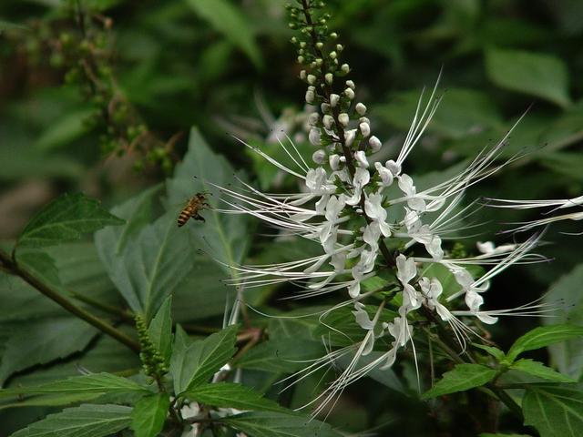 村边长得“猫须草”，俏皮可爱能长到1米，现在却很少见！