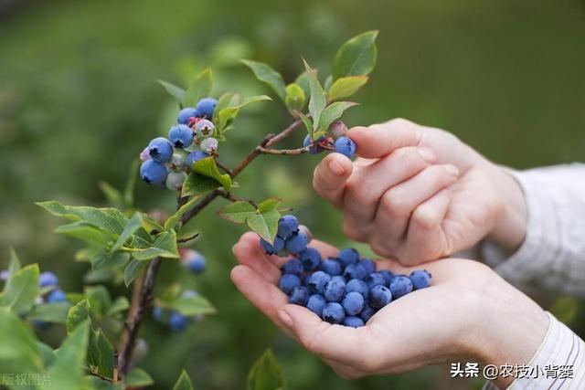 蓝莓需要多少冷温量才能开花结果？如何挑选适合当地的蓝莓品种？