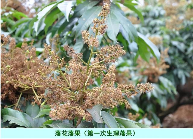 荔枝1-12月详细种植管理日记：如秋冬梢管理、及保花保果等记录