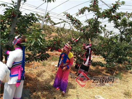 填补云南空白！高端水果车厘子在文山种植成功