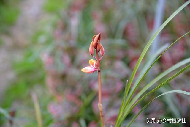 蕙兰不开花、大小年的问题，只需要做好这3条，当年就能花开爆盆