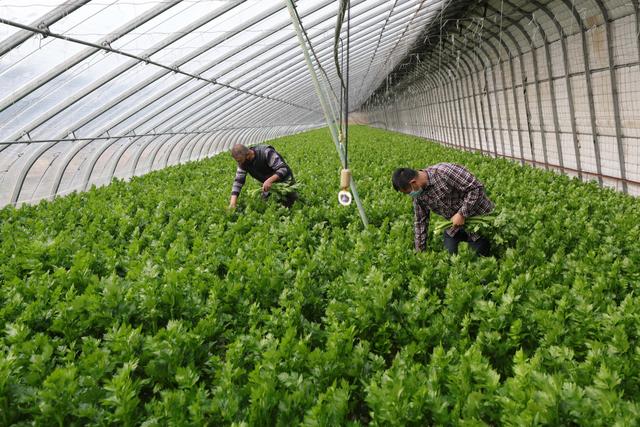 现代农业研究：山区农村反季节大棚蔬菜种植技术