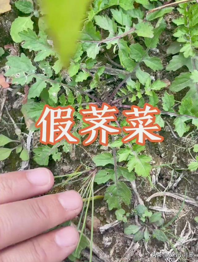 荠菜四季都能种，种植方法很简单！看完这篇文章你也能种出好荠菜