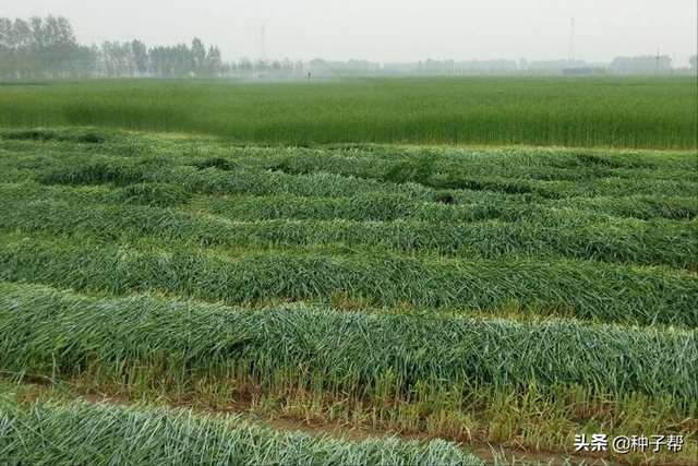 牧草“当家品种”，多年生四倍体黑麦草，能长7年，哪些地区能种