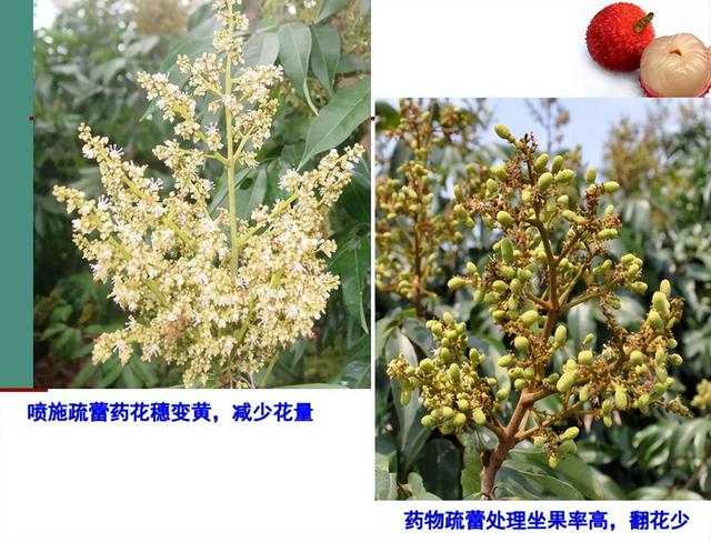 荔枝1-12月详细种植管理日记：如秋冬梢管理、及保花保果等记录