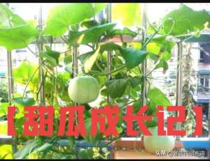 阳台香瓜的种植方法(【甜瓜成长记】阳台种植甜瓜，怎样准备肥土？天天记录成长经历)