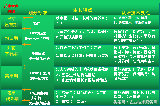 花生的一生生长周期，生育特点、栽培种植管理技术要点