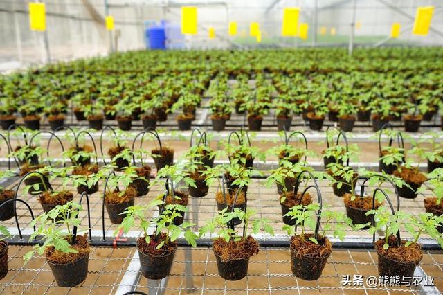 夏季番茄高产种植，明白这10个方面，种番茄不踩坑