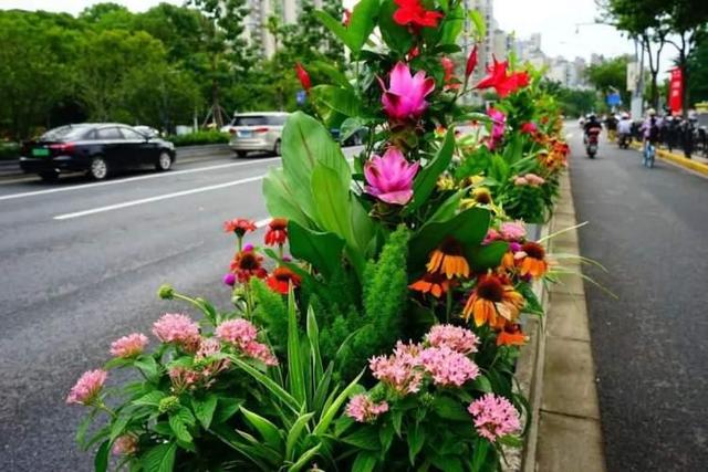 “荷花”“松果”栽进道路花箱？ 广中西路花箱换上崭新夏装